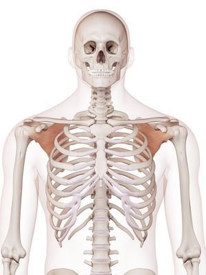 medically accurate muscle illustration of the subscapularis